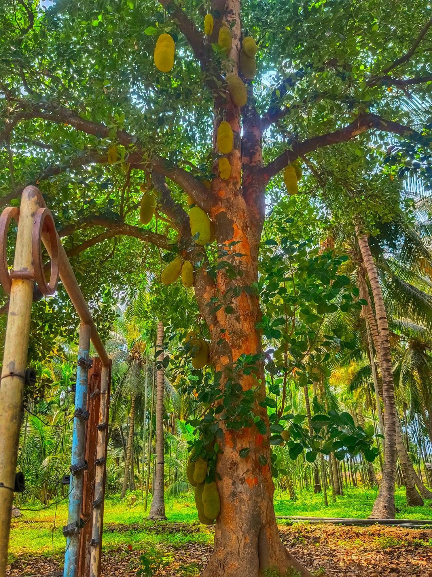 Shivalaya Farmstay Located Amdist Coconut Farm With River Access Near Isha,Adiyogi,Siruvani Alāndurai Buitenkant foto